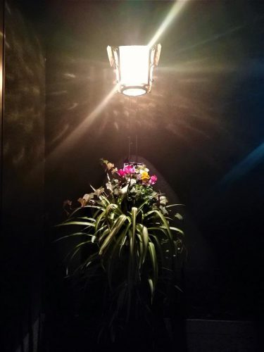 夜の電灯も、「だんだん畑」の花と合わせてもっと素敵に！